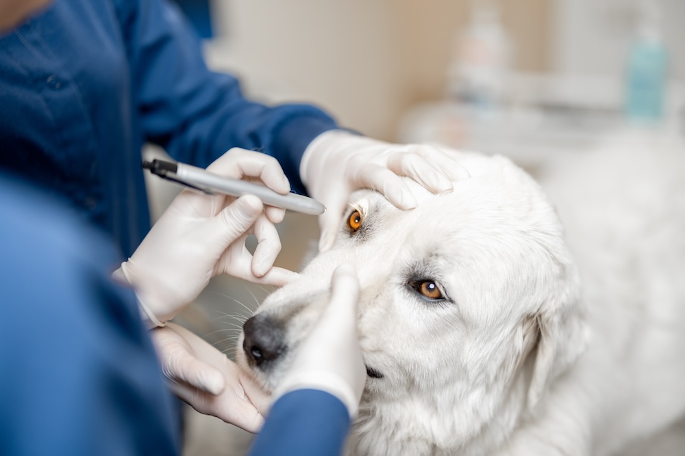 Przyczyny łzawienia oka u psa